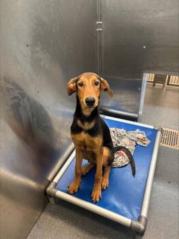 Rescue Doberman Pinscher and Mixed Breed Dogs for Adoption in Dallas, Texas - SCOOBY | PetCurious