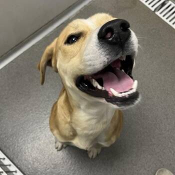 Terrier Dogs Available for Adoption in Des Moines, Iowa - Richard | PetCurious