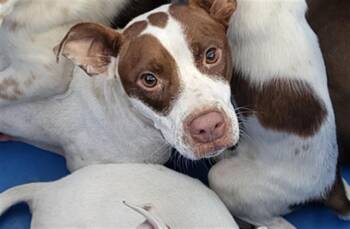 DRIZELLA -  Mixed Breed Dog for Adoption in Dallas, Texas - DRIZELLA | PetCurious