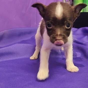 Chihuahua and Mixed Breed Dogs Available for Adoption in North Myrtle Beach, South Carolina - Yogurt | PetCurious