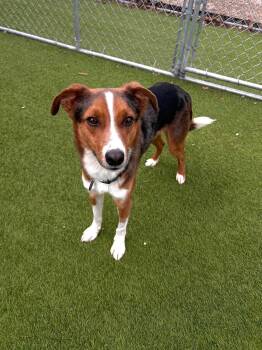 Australian Shepherd and Beagle Dogs Available for Adoption - Lenny | PetCurious