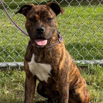 Cheyenne -  Mixed Breed and Boxer Dog for Adoption in Salt Lake City, Utah - Cheyenne | PetCurious