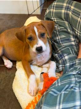 Biscotti -  Mixed Breed Dog for Adoption in Riverdale, New Jersey - Biscotti | PetCurious