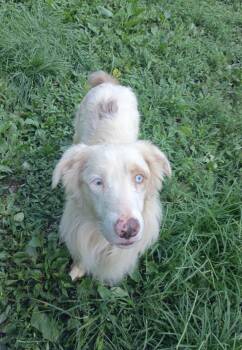 Willow -  Australian Shepherd Dog for Adoption in Catlettsburg, Kentucky - Willow | PetCurious