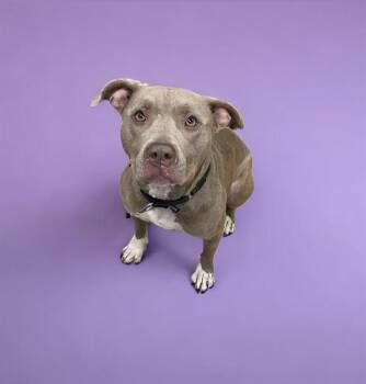 Rescue Pit Bull Terrier and Mixed Breed Dogs for Adoption in Omaha, Nebraska - ADDY | PetCurious