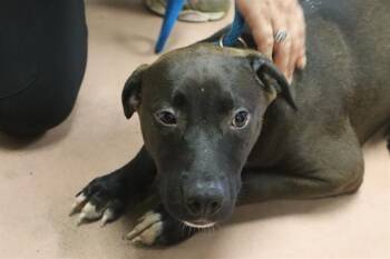 PUFFIN -  Mixed Breed Dog for Adoption in Columbia, South Carolina - PUFFIN | PetCurious