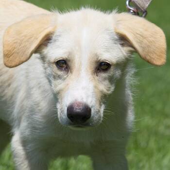 Kiwi -  Great Pyrenees and Shepherd Dog for Adoption in South Elgin, Illinois - Kiwi | PetCurious