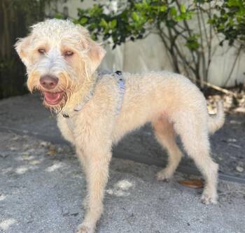Labradoodle Dogs Available for Adoption in Navarre, Florida - Remy | PetCurious