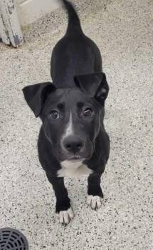 Mixed Breed Dogs Available for Adoption in Kansas City, Missouri - Tammy Wynette | PetCurious