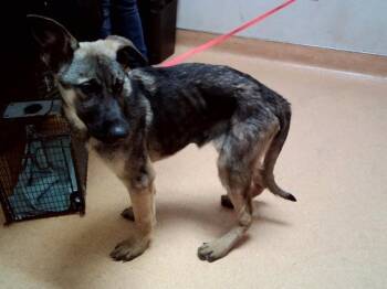 German Shepherd Dog Dogs Available for Adoption in Martinez, California - MONTY | PetCurious