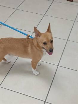 Koda -  Cardigan Welsh Corgi and Mixed Breed Dog for Adoption in Largo, Florida - Koda | PetCurious