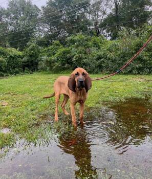 Maybelle -  Hound Dog for Adoption in Hazlet, New Jersey - Maybelle | PetCurious