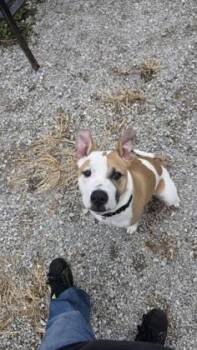 Jacob -  Staffordshire Bull Terrier and Mixed Breed Dog for Adoption in Clinton, Missouri - Jacob | PetCurious