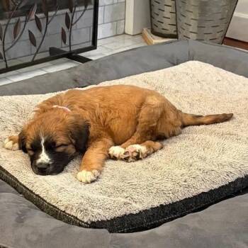 Mixed Breed Dogs Available for Adoption in Austell, Georgia - Galaxy | PetCurious