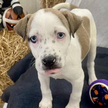 Toffee -  Hound Dog for Adoption in Tulsa, Oklahoma - Toffee | PetCurious
