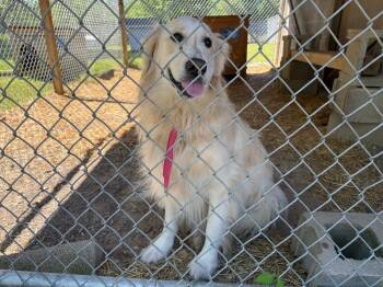 Golden Retriever Dogs Available for Adoption in Murray, Kentucky - Lady | PetCurious