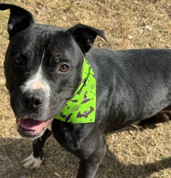 Rescue Pit Bull Terrier Dogs for Adoption in Great Bend, Kansas - Brewster | PetCurious