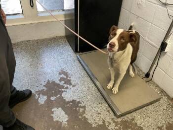 Amelia -  Labrador Retriever Dog for Adoption in Mobile, Alabama - Amelia | PetCurious