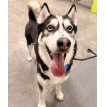 Mickey -  Siberian Husky Dog for Adoption in Apache Junction, Arizona - Mickey | PetCurious