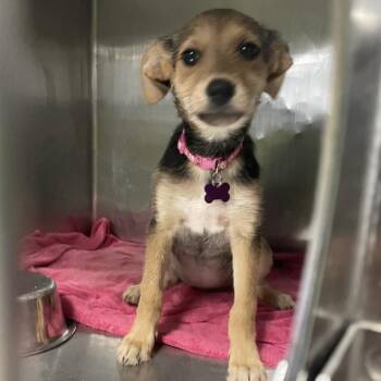 Juniper -  Terrier and Mixed Breed Dog for Adoption in Spokane, Washington - Juniper | PetCurious