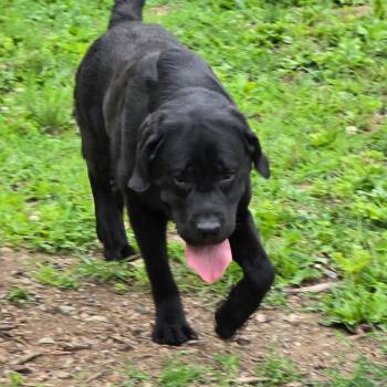 Sam -  Labrador Retriever Dog for Adoption in Wappingers Falls, New York - Sam | PetCurious
