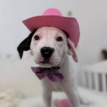 Pit Bull Terrier and American Staffordshire Terrier Dogs Available for Adoption in Friendswood, Texas - Domino Cowgirl | PetCurious