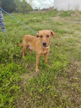 Dachshund and Rat Terrier Dogs Available for Adoption in Ville Platte, Louisiana - Nova | PetCurious