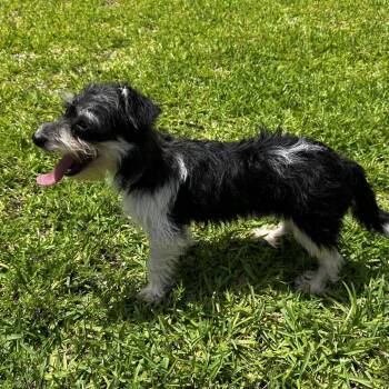 Harper -  Schnauzer Dog for Adoption in Houston, Texas - Harper | PetCurious