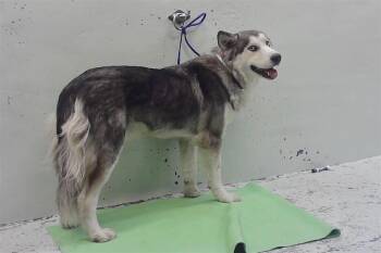 BRANDON -  Siberian Husky and Mixed Breed Dog for Adoption in Houston, Texas - BRANDON | PetCurious