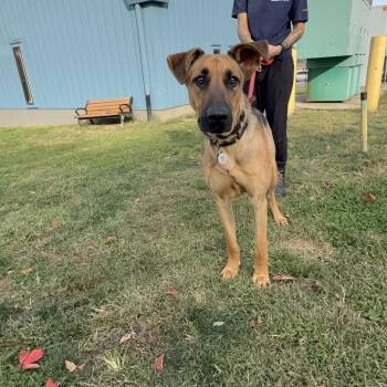 Shepherd Dogs Available for Adoption in Philadelphia, Pennsylvania - Doughnut | PetCurious