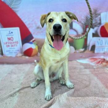 SMOOTHIE -  Labrador Retriever Dog for Adoption in Long Beach, California - SMOOTHIE | PetCurious
