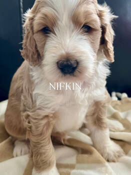 NIFKIN -  Bernedoodle Dog for Adoption in Grand Junction, Colorado - NIFKIN | PetCurious