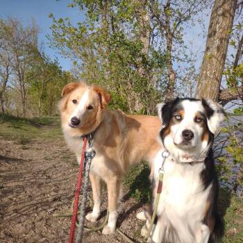 English Shepherd and Great Pyrenees Dogs Available for Adoption in Rochester, Minnesota - Brooks (fka Twix) | PetCurious