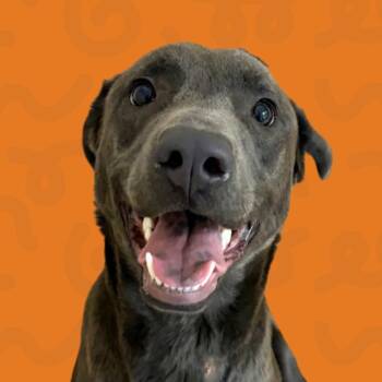 Zinnia -  Labrador Retriever and Mixed Breed Dog for Adoption in Reno, Nevada - Zinnia | PetCurious
