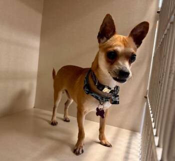 Chihuahua Dogs Available for Adoption in Williamsburg, Virginia - Dino | PetCurious