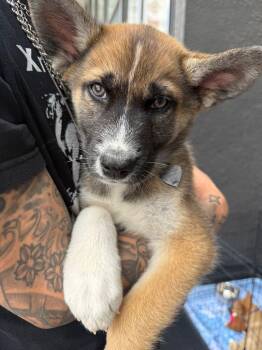 Siberian Husky and German Shepherd Dog Dogs Available for Adoption in Los Angeles, California - Bran The Handsome Shepsky | PetCurious