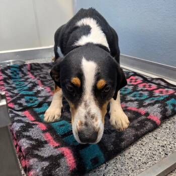 Loki -  Greater Swiss Mountain Dog and Treeing Walker Coonhound Dog for Adoption in North Battleford, Saskatchewan - Loki | PetCurious
