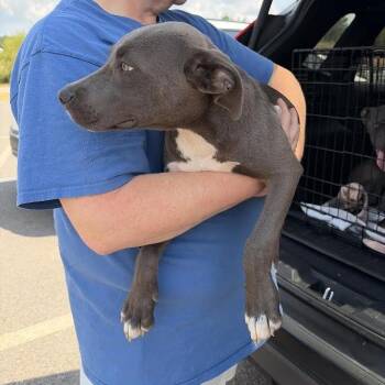 Aero -  Weimaraner and Mixed Breed Dog for Adoption in Marshall, Texas - Aero | PetCurious
