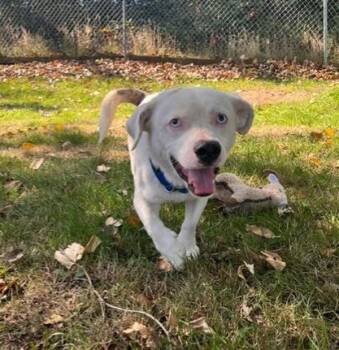 Kiwi -  Corgi and Pit Bull Terrier Dog for Adoption in Comox, British Columbia - Kiwi | PetCurious