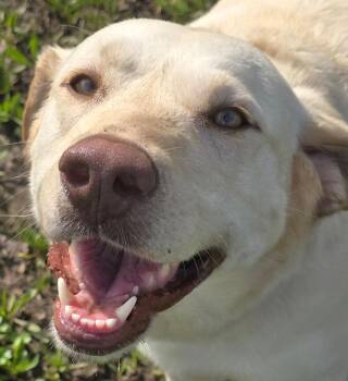 Labrador Retriever Dogs Available for Adoption - Olive | PetCurious