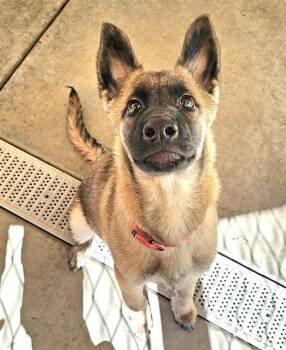 Rescue Belgian Shepherd Malinois Dogs for Adoption in Phoenix, Oregon - Waggington | PetCurious