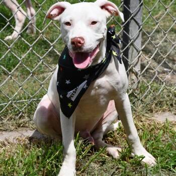 Neo -  Pit Bull Terrier Dog for Adoption in Beaumont, Texas - Neo | PetCurious