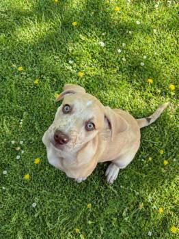 Catahoula Leopard Dog Dogs Available for Adoption in Nashville, Tennessee - Arlo (M) | PetCurious