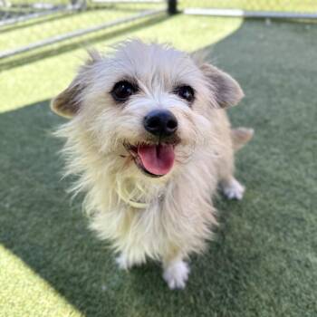 Chewie -  Chihuahua and Terrier Dog for Adoption in Hawthorne, California - Chewie | PetCurious
