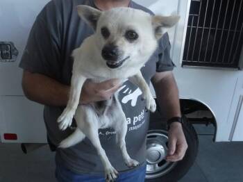 Chihuahua and Mixed Breed Dogs Available for Adoption in Oroville, California - JOJO | PetCurious