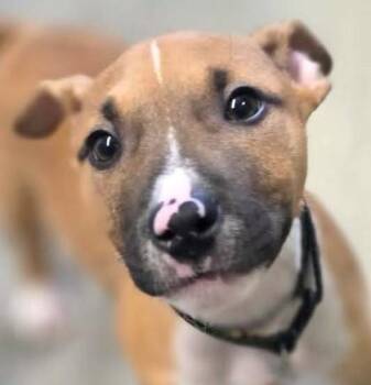 Peanut -  Boxer and Mixed Breed Dog for Adoption in Morristown, New Jersey - Peanut | PetCurious