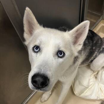 Mixed Breed Dogs Available for Adoption in Chattanooga, Tennessee - Charming | PetCurious