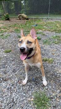 Rescue Husky Dogs for Adoption in Lewistown, Pennsylvania - Tedi Gurl | PetCurious