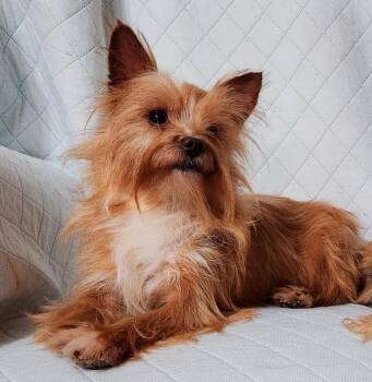 Yorkshire Terrier Dogs Available for Adoption - Ria | PetCurious