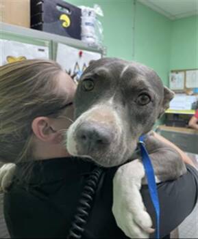 LADYBUG -  Pit Bull Terrier Dog for Adoption in Killeen, Texas - LADYBUG | PetCurious